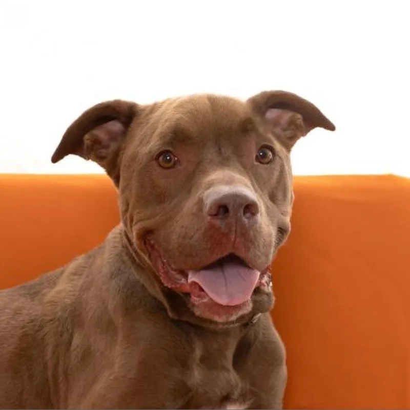 A senior large-sized male Brown / Chocolate Chocolate Labrador Retriever dog named Scooby for adoption in Branford, CT
