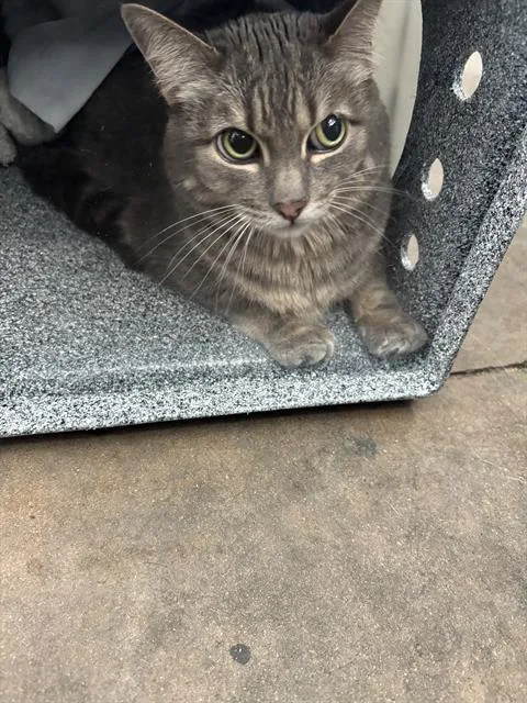 An adult medium-sized female Domestic Short Hair cat named Lily for adoption in Dallas, TX