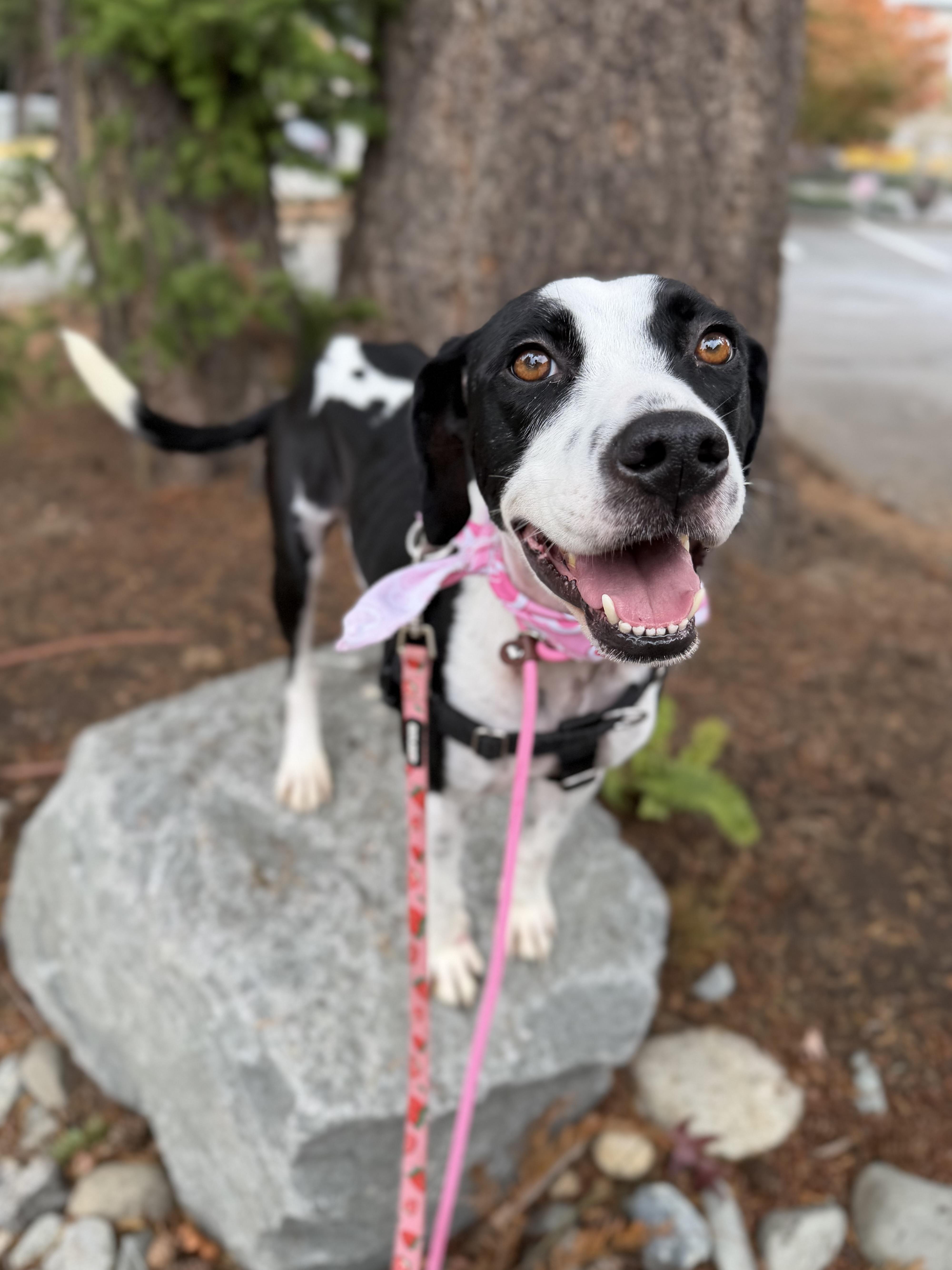 An adult medium-sized female American Staffordshire Terrier dog named Millie for adoption in lynnwood , WA