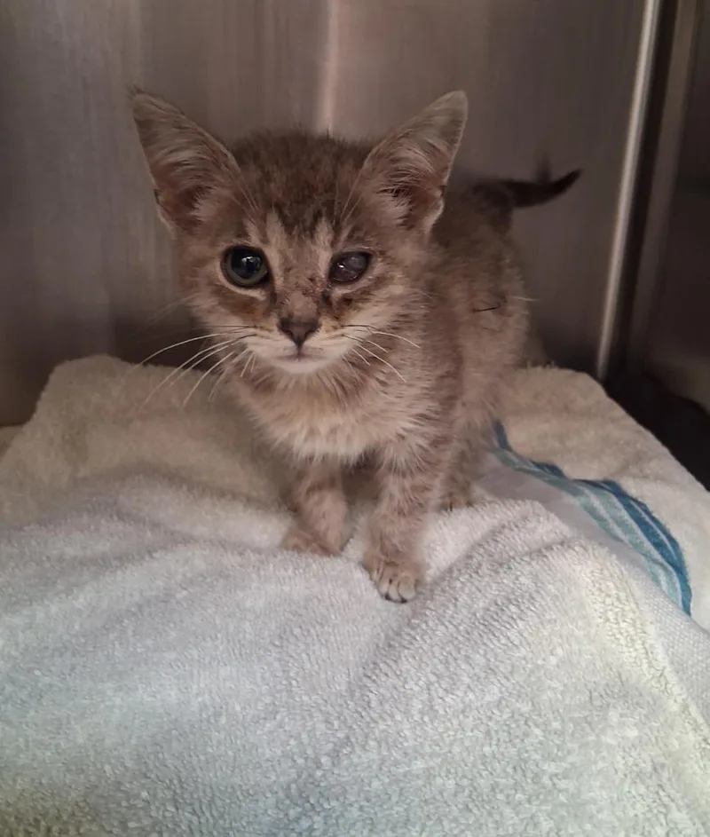 A baby small-sized female Domestic Short Hair cat named Weezy for adoption in Seguin, TX