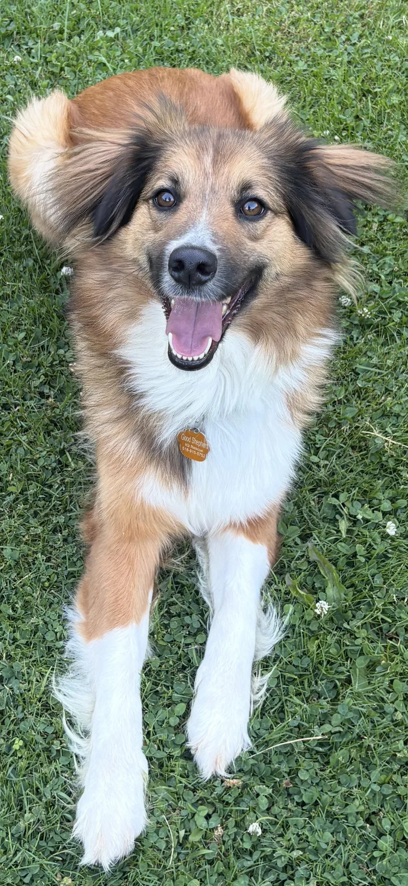 An adult medium-sized female Tricolor (Brown, Black, & White) English Shepherd dog named Trixie for adoption in Latham, NY