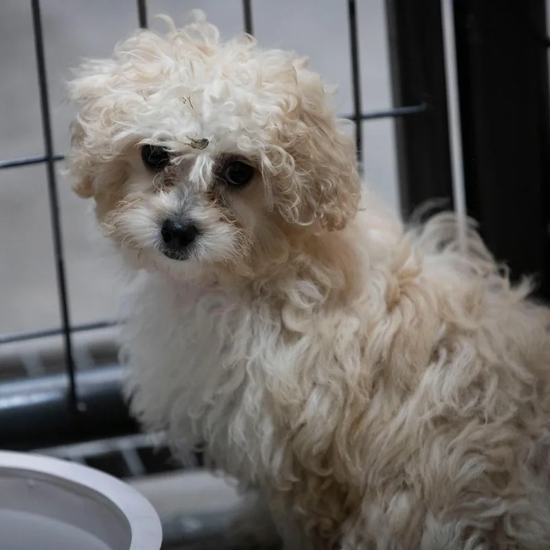 A baby small-sized female White / Cream Pekingese dog named Dee Dee for adoption in Peyton, CO