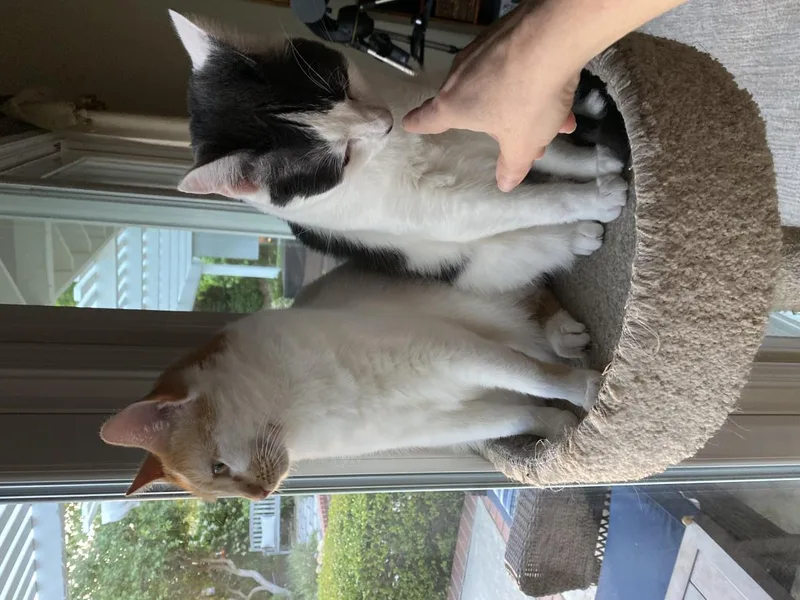 An adult medium-sized male Gray / Blue / Silver Domestic Medium Hair cat named Franklin for adoption in La Jolla, CA