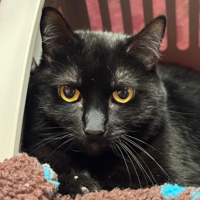 Tinkerbelle thumbnail 2