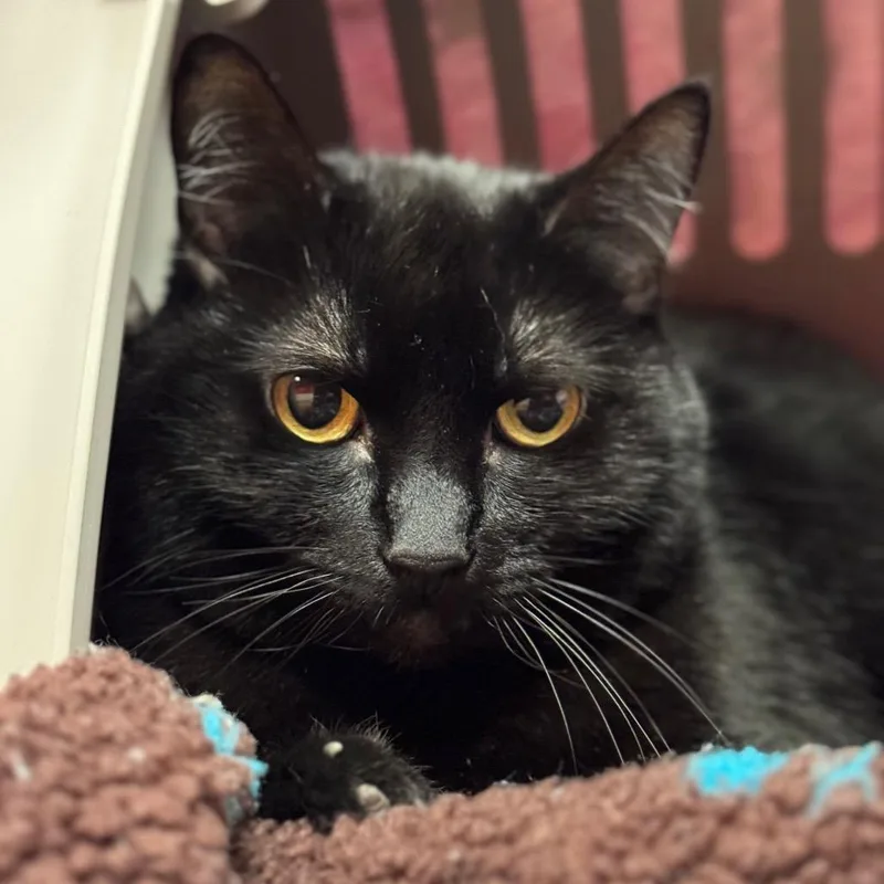 Tinkerbelle thumbnail 3