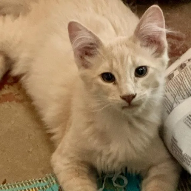 A baby small-sized male Domestic Medium Hair cat named Ricky for adoption in Santa Fe, NM