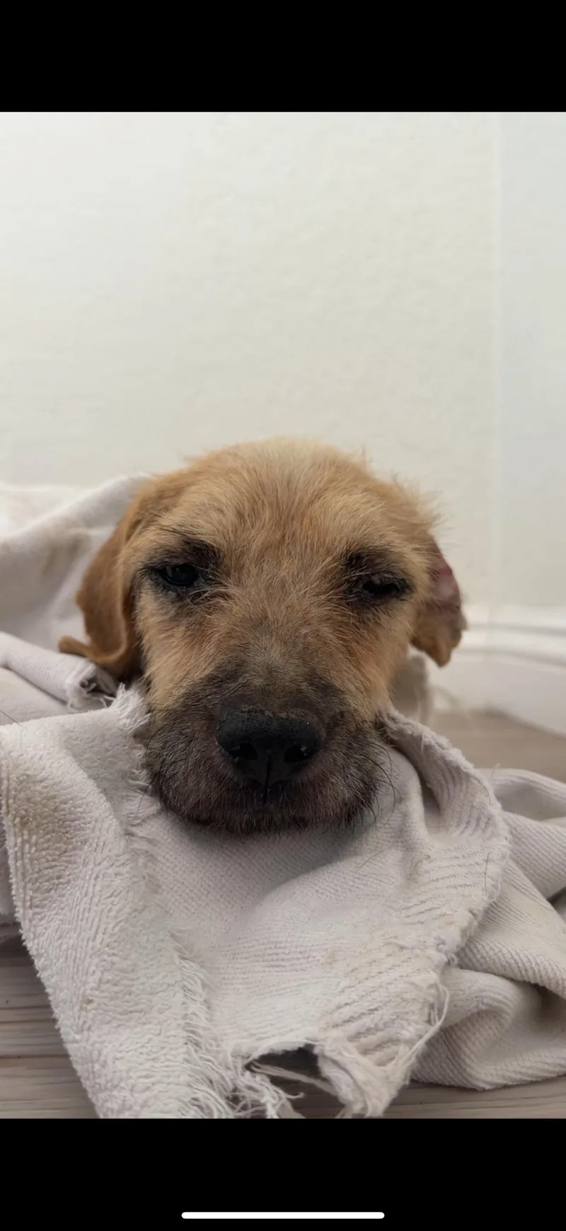 An adult medium-sized female Border Terrier dog named Clover for adoption in Palm desert, CA