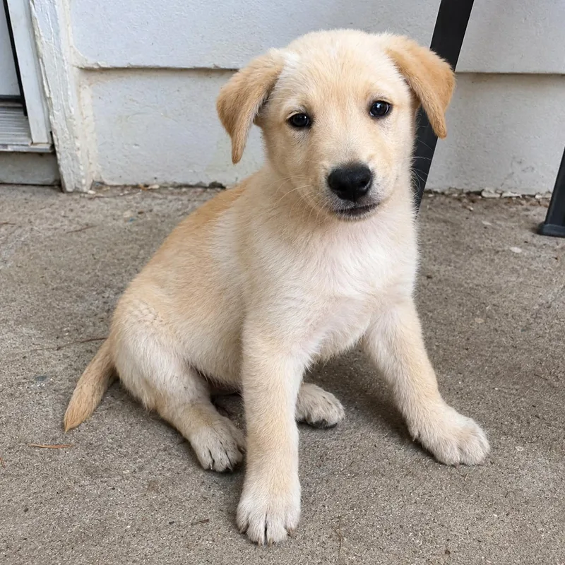 A baby medium-sized female White / Cream Mixed Breed dog named Autumn for adoption in Hillsborough, NJ