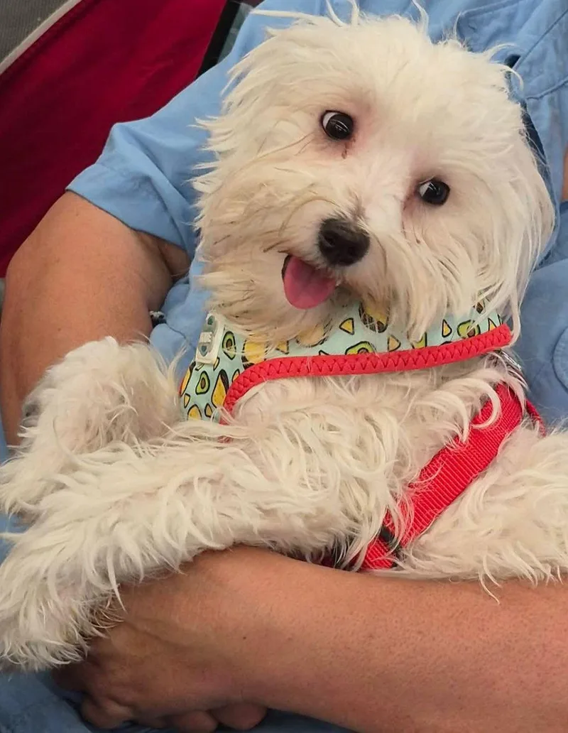 A young medium-sized male Maltese dog named Julian for adoption in Sanford, FL