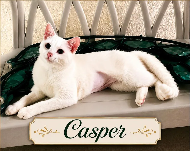 A young medium-sized male White Domestic Short Hair cat named Caspar for adoption in Fern Park, FL