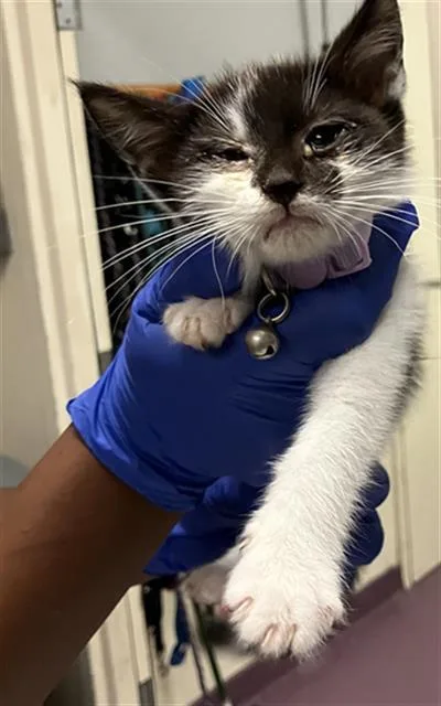 A baby small-sized male Domestic Short Hair cat named Moo for adoption in Long Beach, CA