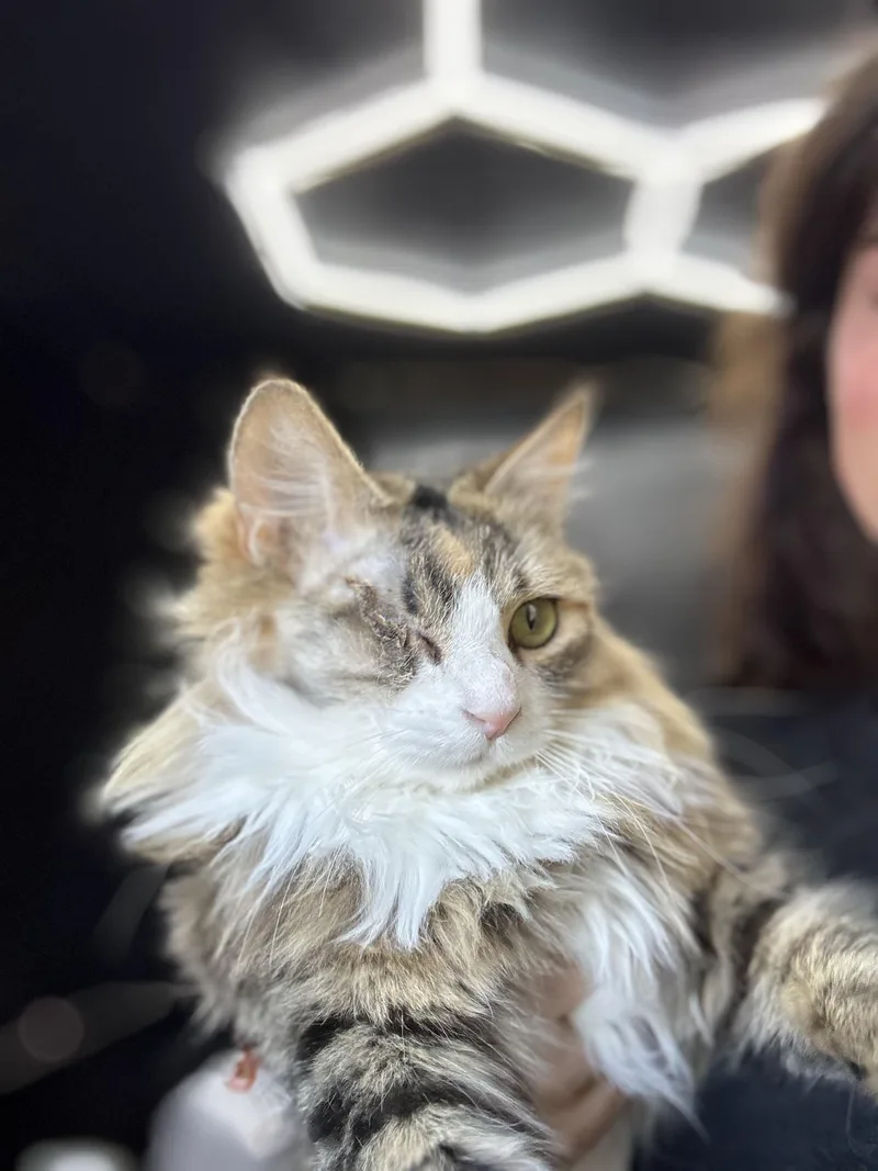 A young large-sized female Norwegian Forest Cat cat named Jane for adoption in Lakeport, CA