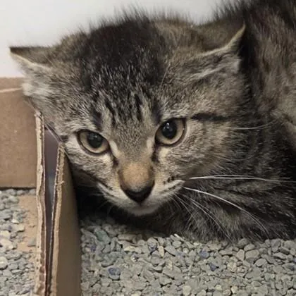 A baby small-sized female Domestic Medium Hair cat named Coral for adoption in Voorhees, NJ