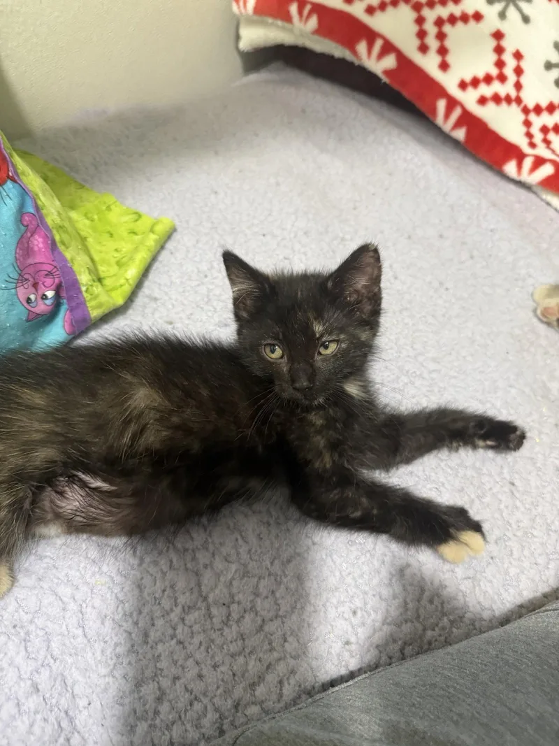 A young small-sized female Domestic Short Hair cat named Black Cherry for adoption in Aurora, CO