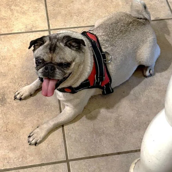 An adult small-sized female Yellow / Tan / Blond / Fawn Pug dog named Betsy for adoption in Alvin, TX