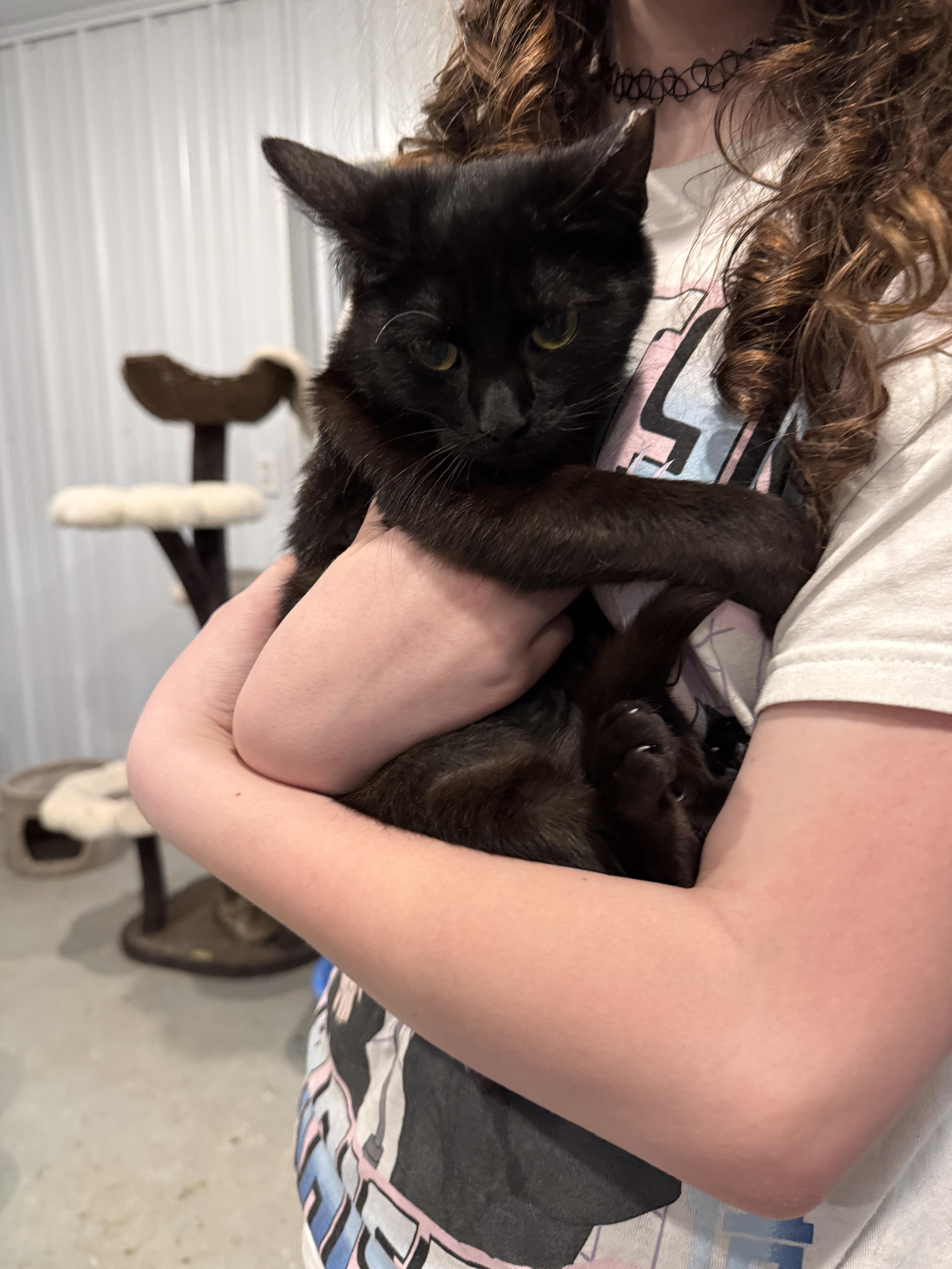 A young small-sized female Domestic Short Hair cat named Norma for adoption in Grand Rapids, MI
