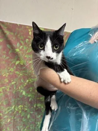 An adult medium-sized male Domestic Short Hair cat named Donner for adoption in San Antonio, TX