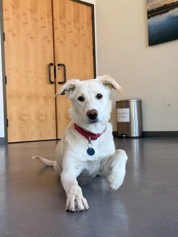 A young medium-sized female Apricot / Beige Mixed Breed dog named Matilda for adoption in Truckee, CA