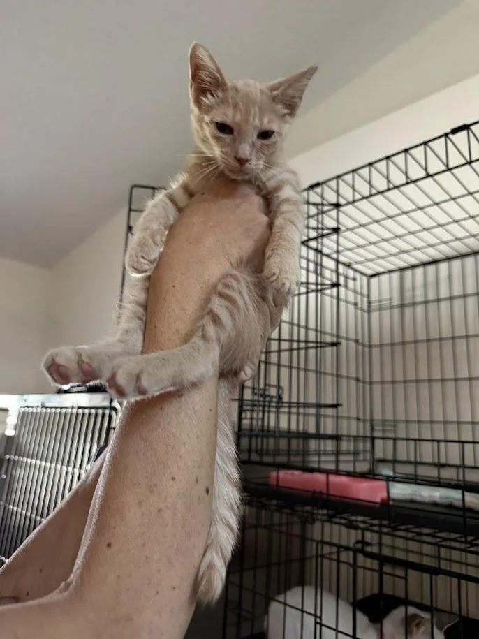 A baby small-sized male Domestic Short Hair cat named Ziti for adoption in Deland, FL