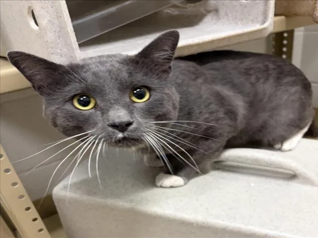 An adult medium-sized male Domestic Short Hair cat named Ultimate Warrior for adoption in Derwood, MD