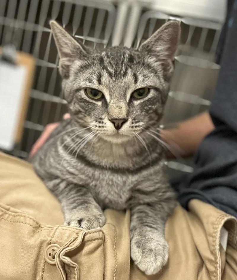 A young medium-sized male Tabby (Gray / Blue / Silver) Domestic Short Hair cat named Jagger for adoption in Nantucket, MA
