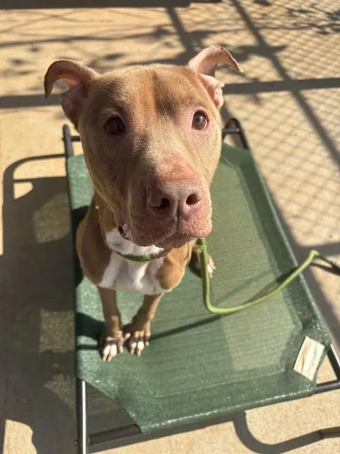 An adult medium-sized male Mixed Breed dog named Pork Chop for adoption in Charlotte, NC