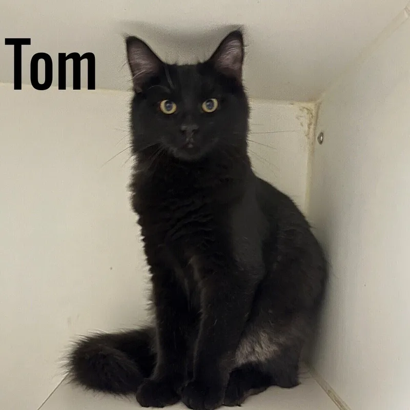A young medium-sized male Black Domestic Short Hair cat named Tom for adoption in Pleasantville, NJ