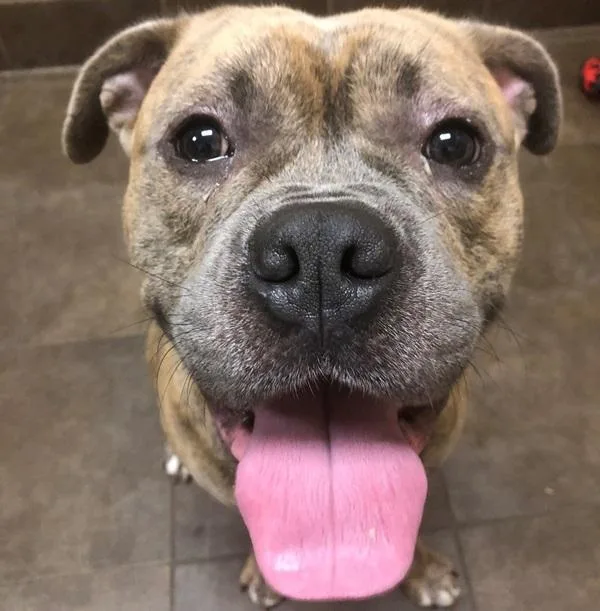 Brutus