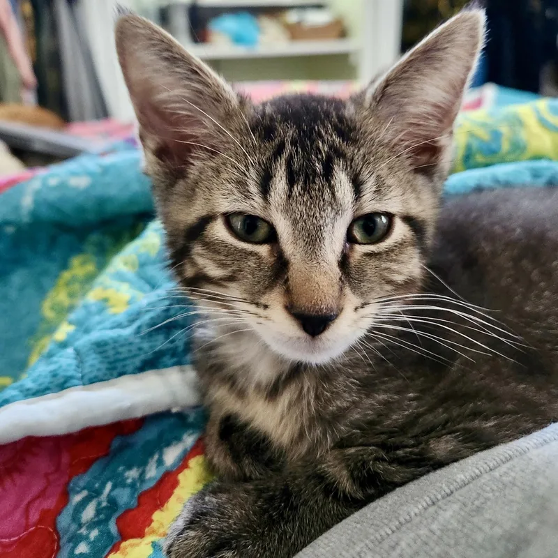 A baby medium-sized male Tabby (Buff / Tan / Fawn) Domestic Short Hair cat named Neutron for adoption in Richmond, VA
