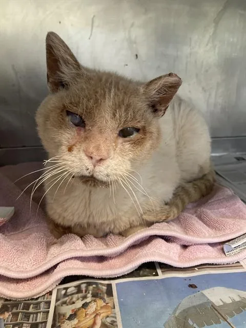 A young medium-sized male Domestic Short Hair cat named Jonas for adoption in Long Beach, CA