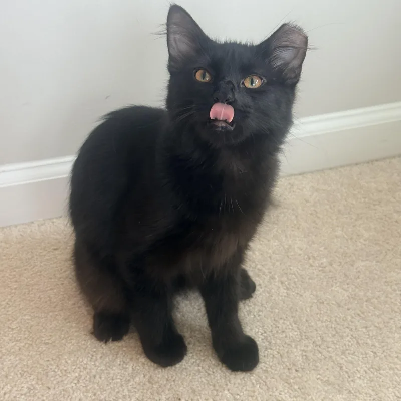 A baby medium-sized female Domestic Medium Hair cat named Annie Oakley & Buffalo for adoption in Leesburg, VA