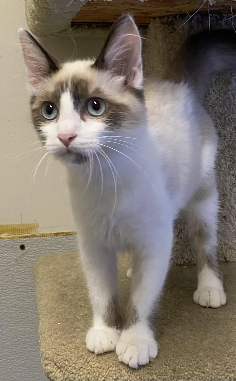 A baby medium-sized female Lilac Point Ragdoll cat named Waimea for adoption in Los Angeles, CA