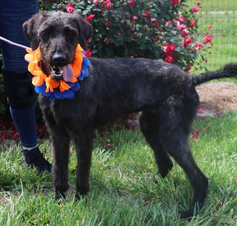 An adult large-sized female Standard Poodle dog named Enid Mar for adoption in Pacolet, SC