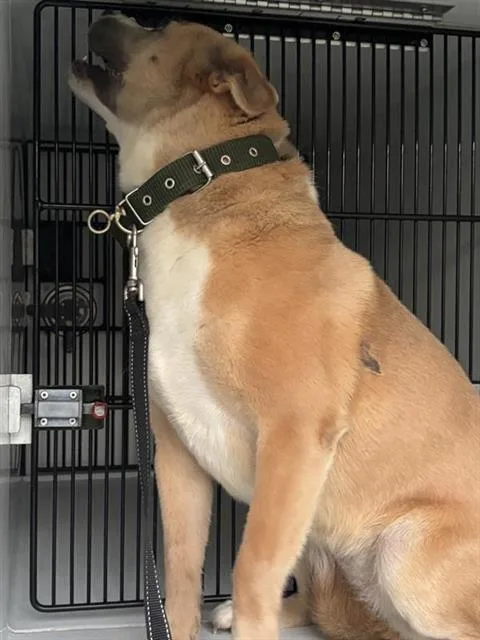 An adult medium-sized female Labrador Retriever dog named Princesa for adoption in Houston, TX