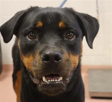 A young medium-sized male Mixed Breed dog named Astro for adoption in Columbia, SC