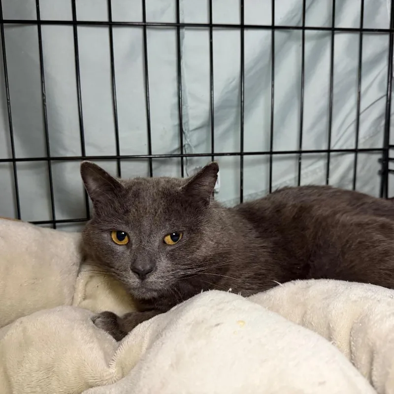 A senior medium-sized male Gray / Blue / Silver Domestic Short Hair cat named Yogi for adoption in Middle Village, NY