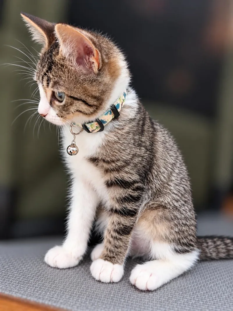 A baby medium-sized female Gray & White Tabby cat named Cooper T for adoption in Fresno, CA
