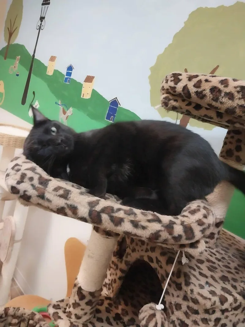An adult large-sized male Black & White / Tuxedo Domestic Short Hair cat named Stormy for adoption in Temple, PA