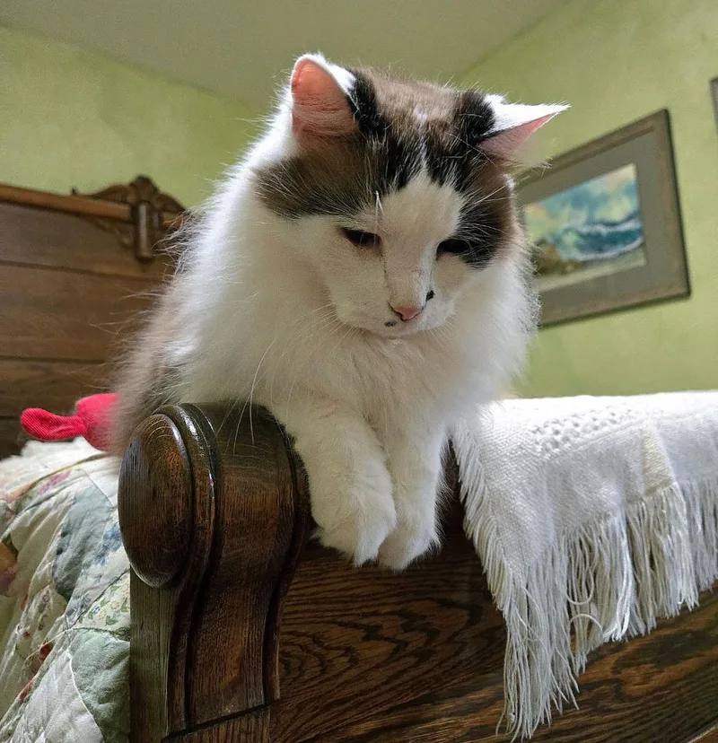 Puffy