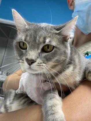An adult medium-sized female Domestic Short Hair cat named Daisy for adoption in Daytona Beach, FL