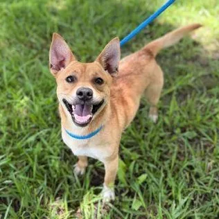 A young medium-sized male Apricot / Beige Mixed Breed dog named Grilled Cheese for adoption in Cooperstown, NY