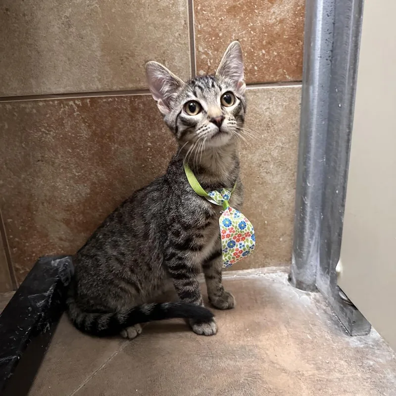 A baby small-sized male Brown / Chocolate Domestic Short Hair cat named Lime for adoption in Spokane, WA