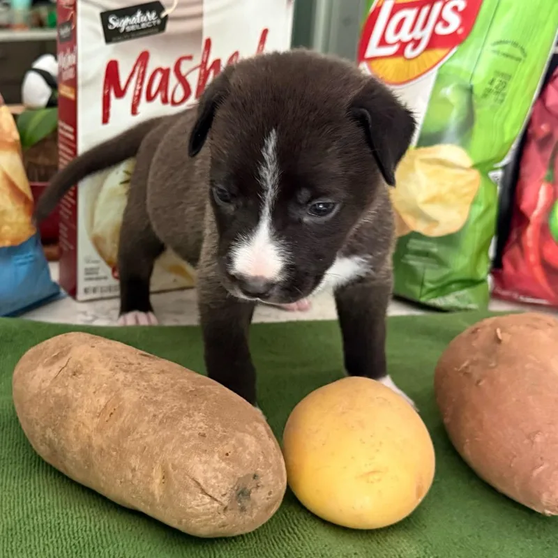 Tater thumbnail 2