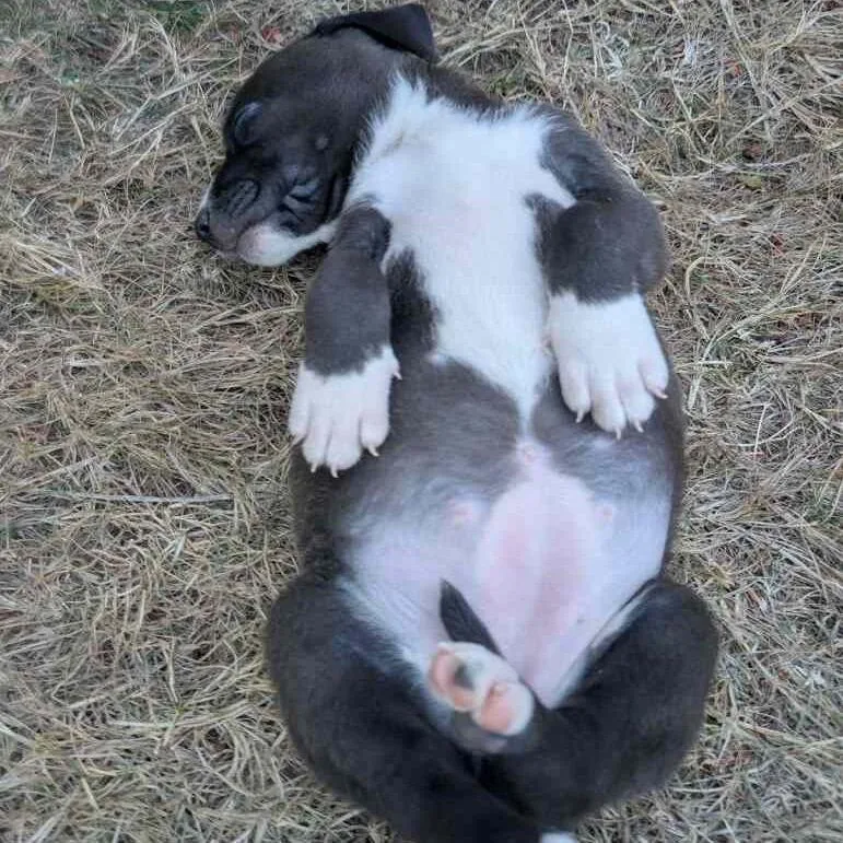 Tater thumbnail 3