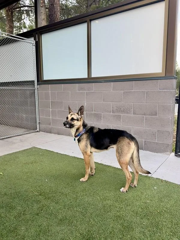 An adult medium-sized male Mixed Breed dog named Lilo for adoption in Truckee, CA