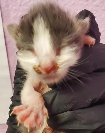 A baby small-sized male Gray / Blue / Silver Domestic Short Hair cat named 60741091 for adoption in El Paso, TX