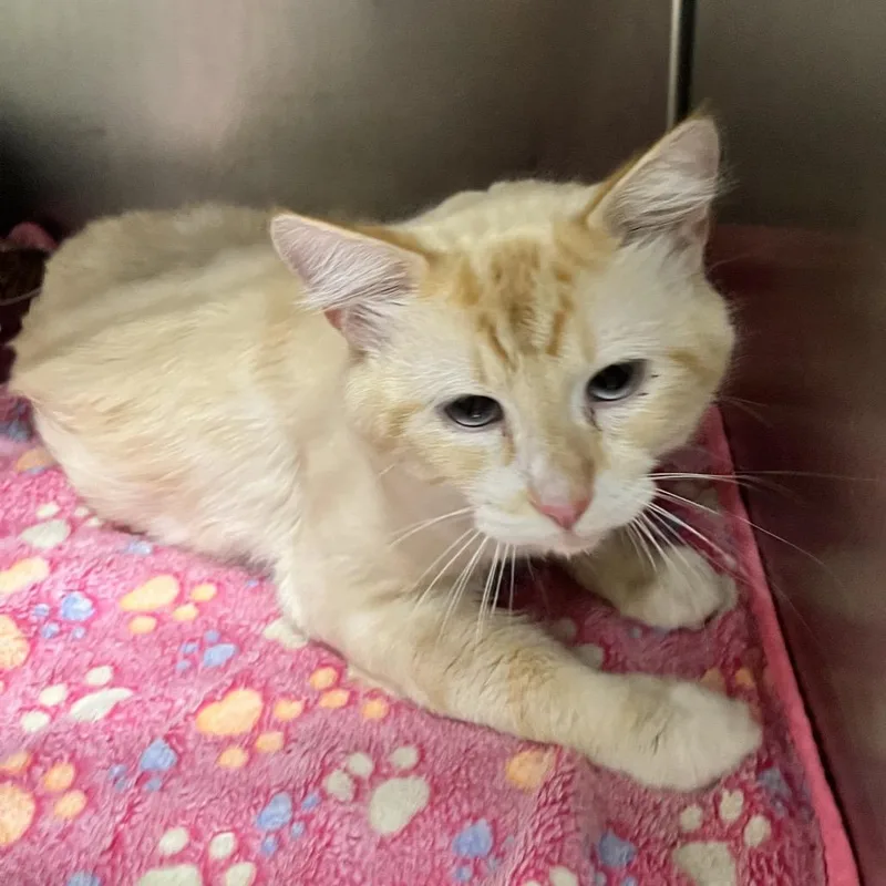 An adult medium-sized male Orange / Red Domestic Medium Hair cat named Albus for adoption in Birmingham, AL