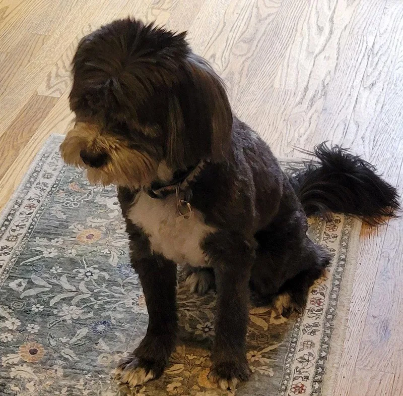 An adult small-sized male Poodle dog named Reggie for adoption in Evergreen, CO