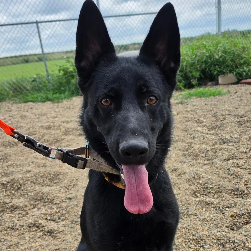 An adult medium-sized female Black Belgian Shepherd / Malinois dog named Wren for adoption in Grinnell, IA