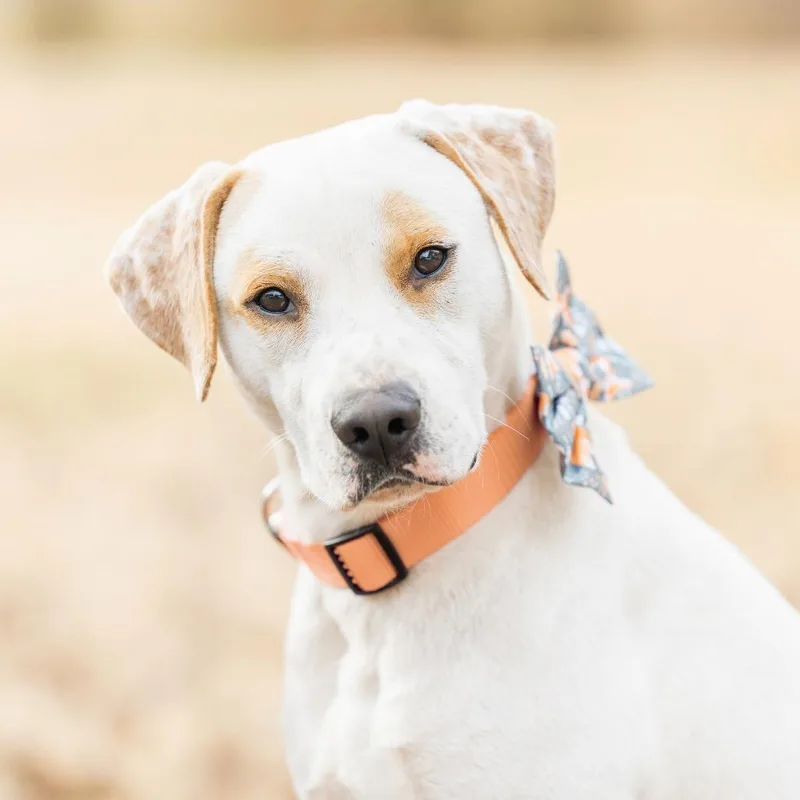 Olliepop thumbnail 2